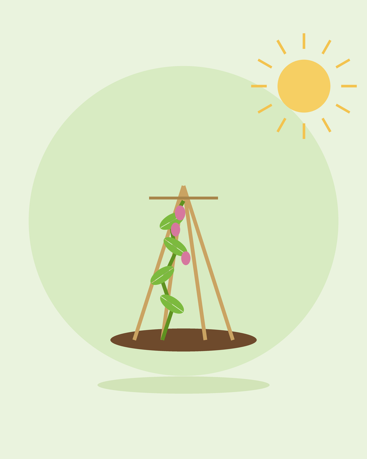 Illustration d'une plante grimpante sur un tuteur en tipi — tuteurs et palissage, par SeedsChoice