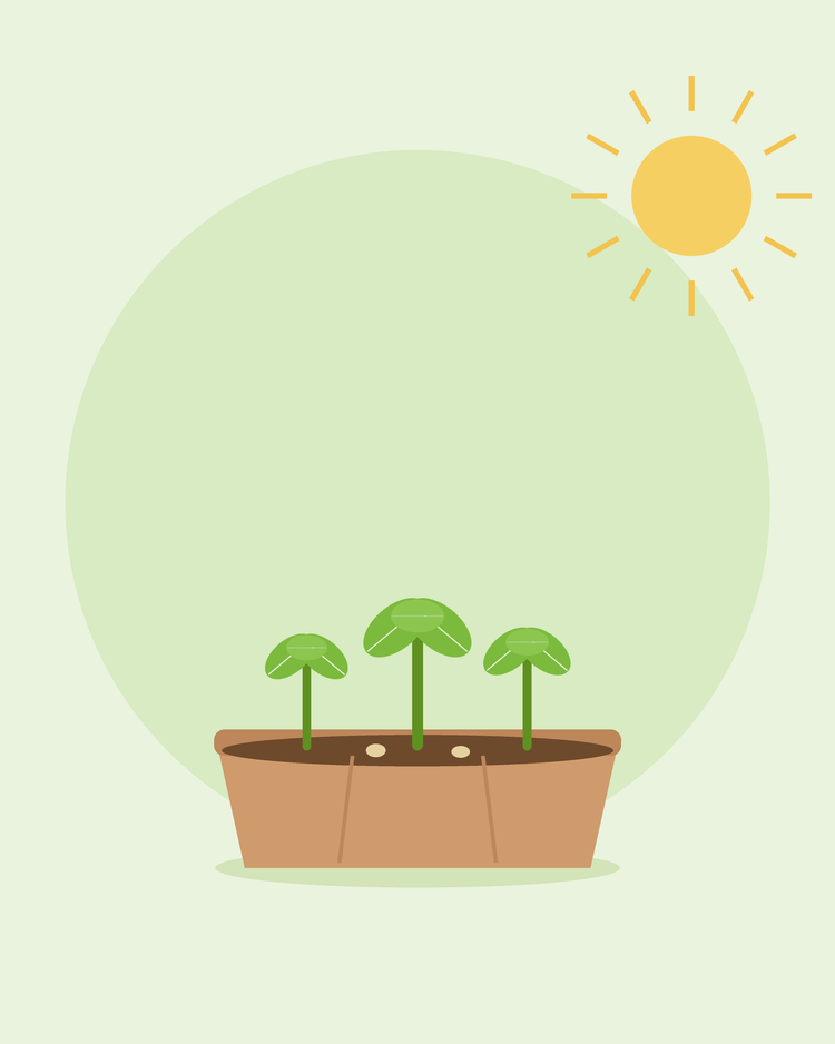 Illustration stylisée d'un plateau de semis avec trois jeunes plants au soleil — cultiver à partir de graines pour débutants, par SeedsChoice