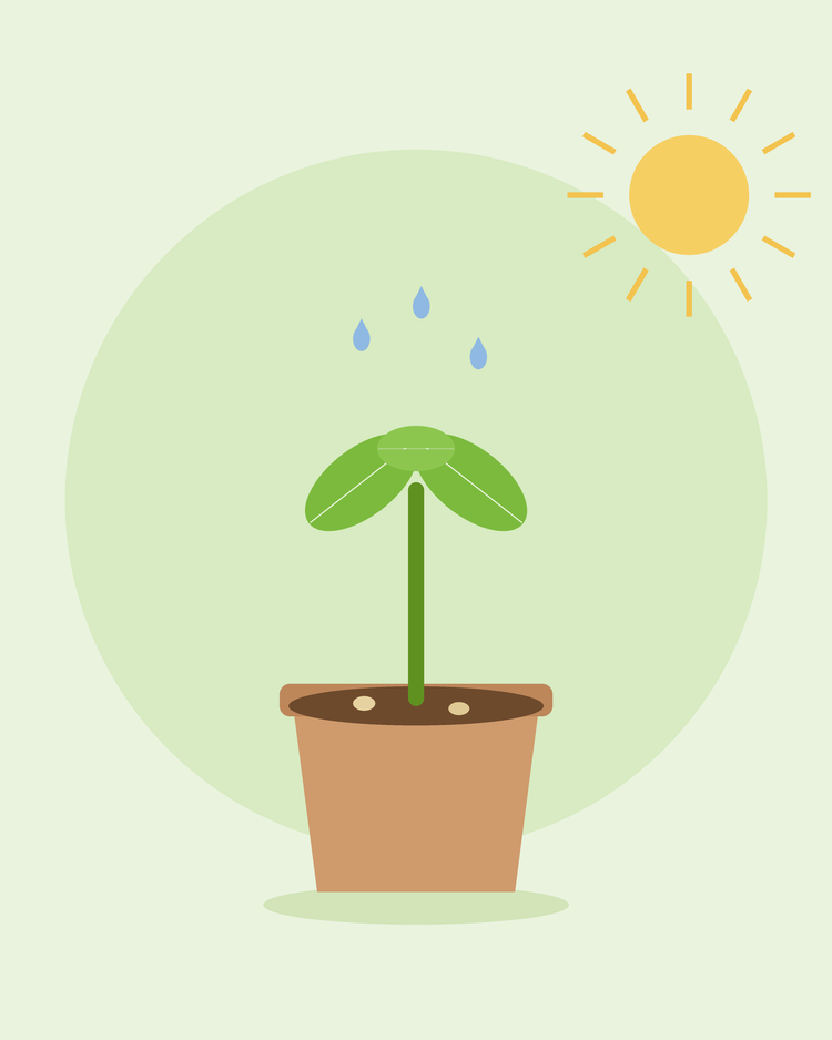 Illustration stylisée d'un jeune plant qui pousse dans un pot de fleurs sous le soleil avec des gouttes d'eau — faire germer des graines avec SeedsChoice