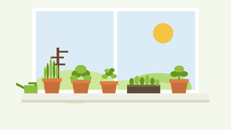 Cultiver des herbes aromatiques en intérieur en hiver — illustration de pots de ciboulette, de persil et de cerfeuil avec un plateau de feuilles de salade sur un rebord de fenêtre lumineux