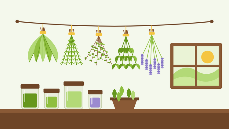 Comment faire sécher des herbes aromatiques — illustration à plat de bouquets de sauge, romarin, thym, menthe et lavande suspendus tête en bas sur un fil au-dessus d'une étagère de bocaux d'herbes séchées, avec une fenêtre et du soleil