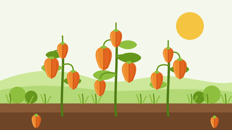 Comment cultiver des physalis à partir de graines — illustration représentant des plants de Physalis alkekengi avec des lanternes orange en papier pendant au-dessus d'un parterre de jardin