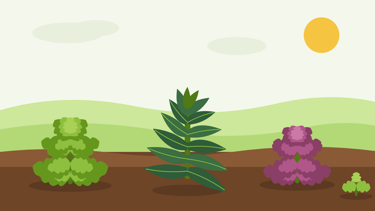 Comment cultiver le chou frisé à partir de graines — illustration à plat de kale frisé, de cavolo nero et de kale rouge poussant dans un potager d'hiver