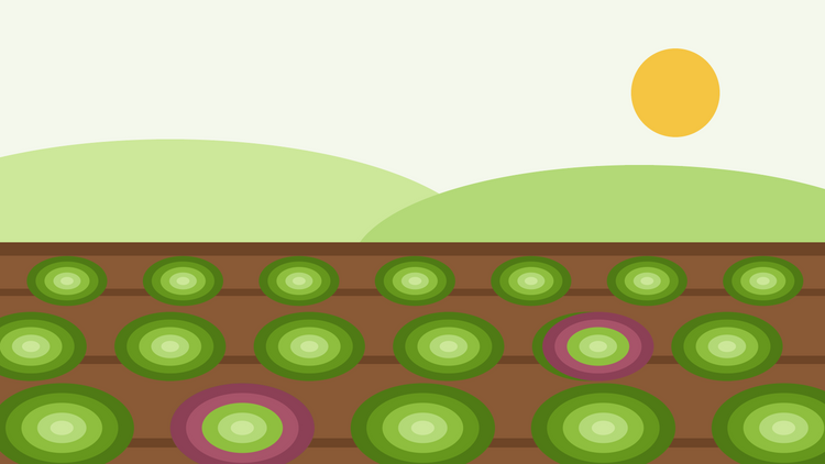 Comment cultiver de la laitue à partir de graines — illustration à plat de rangs de rosettes de laitue verte et rouge dans un potager ensoleillé