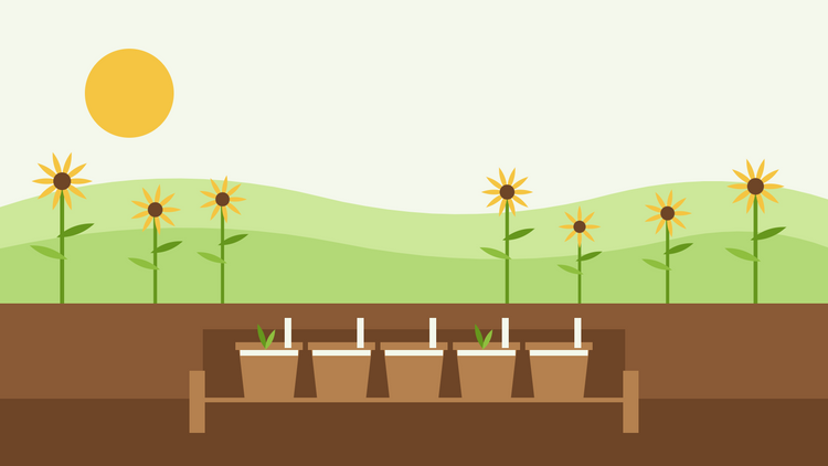 Comment faire pousser des vivaces à partir de graines — illustration en aplat de pots en terre cuite remplis de semis recouverts de gravier dans un châssis de plongée en bois, avec des échinacées en arrière-plan