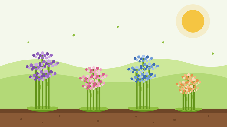 Comment faire pousser de la lavande de mer à partir de graines — illustration de style aplat représentant des touffes de statice en violet, rose, bleu et abricot sur tiges ailées dans un parterre de jardin ensoleillé