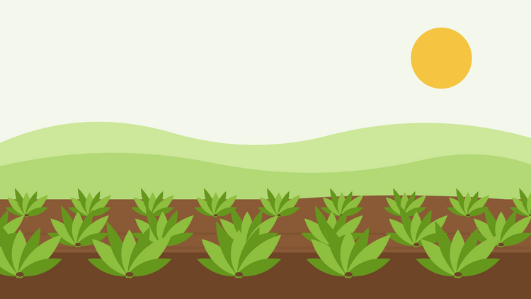 Comment faire pousser des épinards à partir de graines — illustration en aplat de rangées de plants d'épinards aux larges feuilles poussant dans une terre sombre sous un soleil bas d'automne