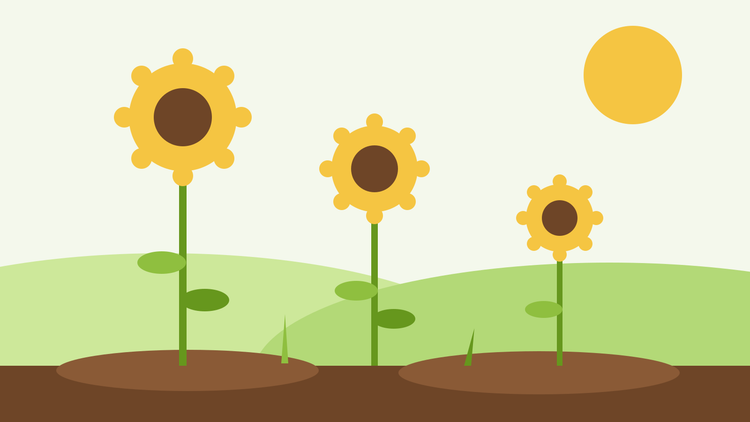 Comment faire pousser des tournesols à partir de graines — illustration de style aplat représentant trois tournesols de hauteurs croissantes dans un jardin ensoleillé