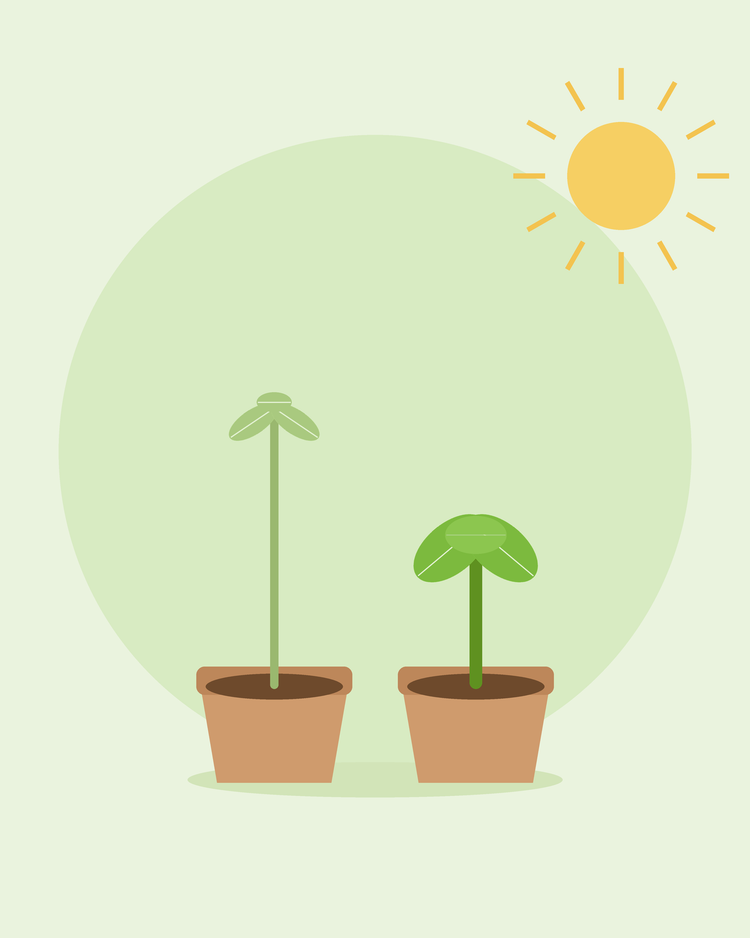 Illustration montrant un semis étiolé à côté d'un semis compact en pots — comment corriger les semis filiformes, par SeedsChoice