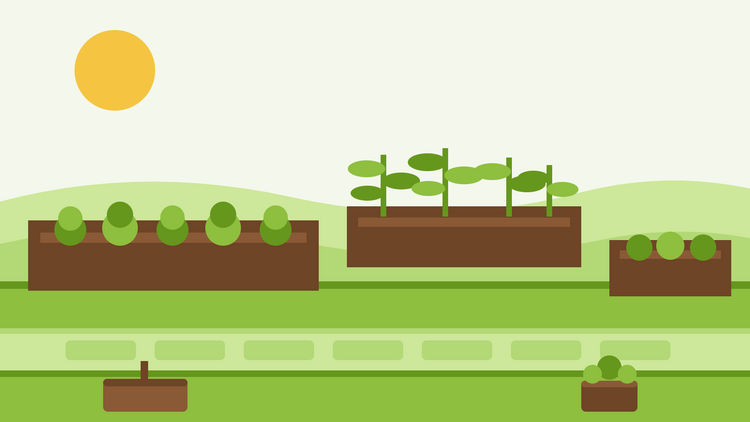 Potager en carré pour débutants — illustration à plat de trois bacs en bois remplis de terre et de rangées de jeunes plants de légumes le long d'un chemin de jardin