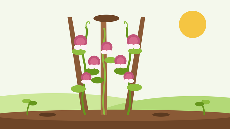 Pois de senteur Painted Lady — illustration de fleurs de pois de senteur carmin rosé et blanc grimpant sur un tipi de tuteurs dans un jardin verdoyant