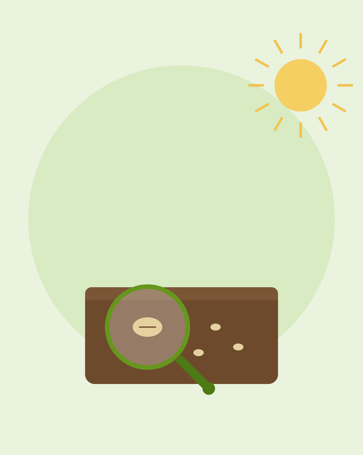 Illustration stylisée d'une loupe inspectant une graine dans le sol — comprendre pourquoi les graines ne germent pas, par SeedsChoice