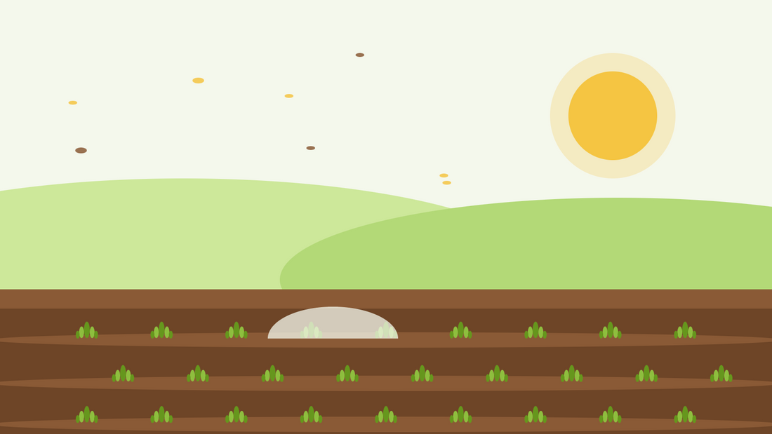 Semis d'automne d'annuelles rustiques — illustration à plat de rayons de semis avec de jeunes rosettes vertes sous une cloche en voile et un soleil d'automne bas