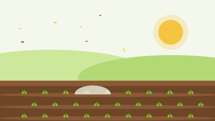 Semis d'automne d'annuelles rustiques — illustration à plat de rayons de semis avec de jeunes rosettes vertes sous une cloche en voile et un soleil d'automne bas
