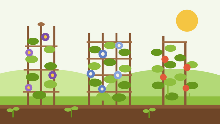 Plantes grimpantes à partir de graines — illustration à plat d'un obélisque, d'un panneau en treillis et d'un tuteur à haricots couverts de lianes feuillues et de fleurs