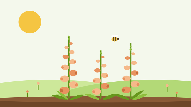 Digitale dalmate — illustration à plat de hampes florales pêche avec une abeille au-dessus d'un massif estival