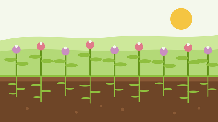 Green manures to sow in autumn — flat cross-section illustration of a clover and phacelia cover crop with roots working through the soil