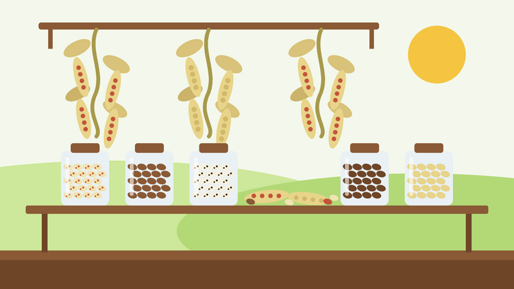 Comment faire sécher des haricots — illustration à plat de plants de haricots borlotti et haricots verts suspendus tête en bas pour sécher au-dessus d'une étagère en bois garnie de bocaux remplis de haricots secs