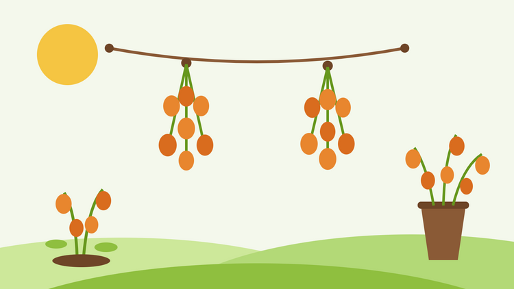 Comment faire sécher des physalis — illustration représentant des gousses de Physalis orange suspendues en bouquets sur un fil de séchage, à côté d'un vase de tiges séchées