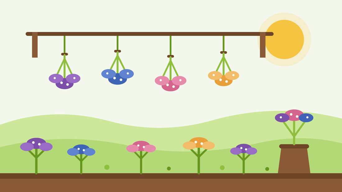 Comment faire sécher le statice — illustration représentant des bouquets de statice violet, bleu, rose et abricot suspendus à l'envers pour sécher au-dessus d'un parterre de fleurs