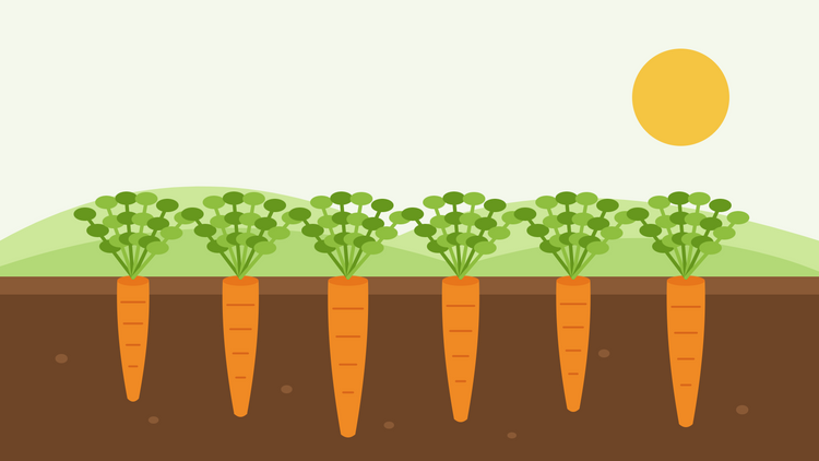 Comment cultiver des carottes à partir de graines — illustration à plat d'un rang de carottes oranges dans une coupe transversale du sol, avec leur feuillage plumeux sous un soleil bas