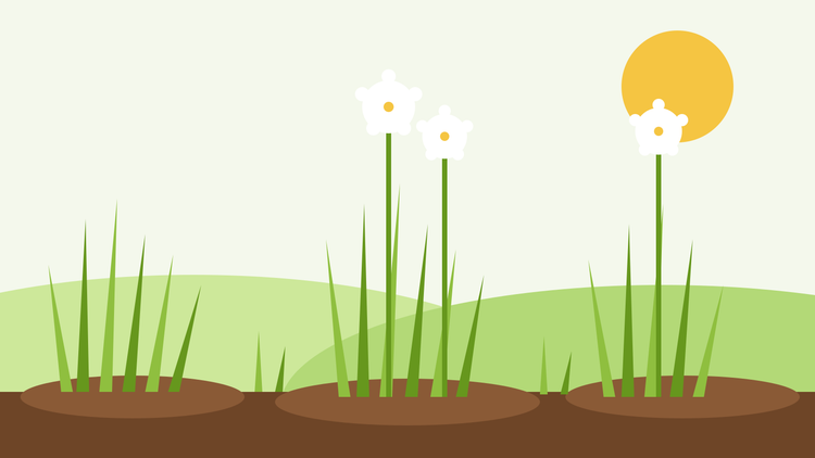 Comment cultiver la ciboulette chinoise à partir de graines — illustration représentant de la ciboulette à l'ail avec des feuilles plates en forme de lanières et des fleurs blanches en étoile