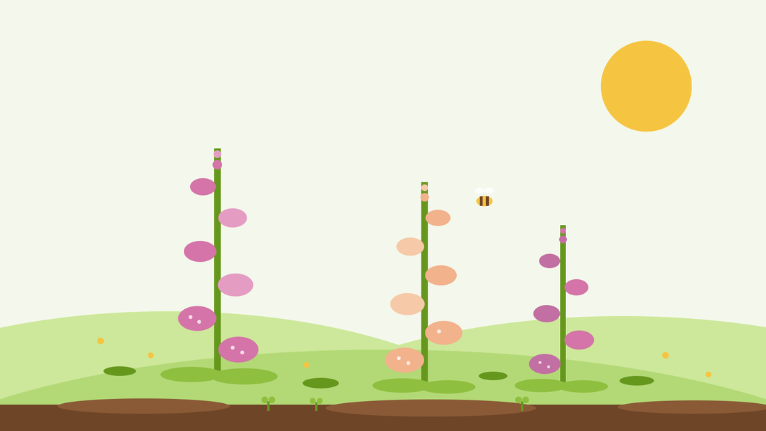 How to grow foxgloves from seed — flat illustration of pink and peach foxglove spires with a bumblebee in a green garden, from SeedsChoice