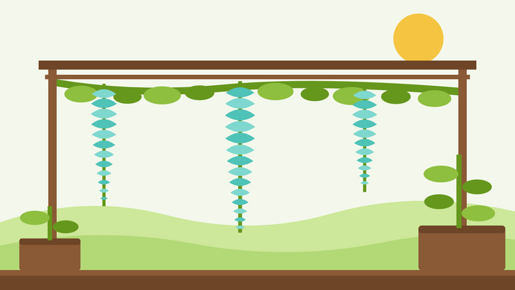 Comment cultiver la jade vine à partir de graines — illustration à plat d'une pergola avec de longues grappes de fleurs turquoise de Strongylodon macrobotrys pendant d'une vigne grimpante feuillue