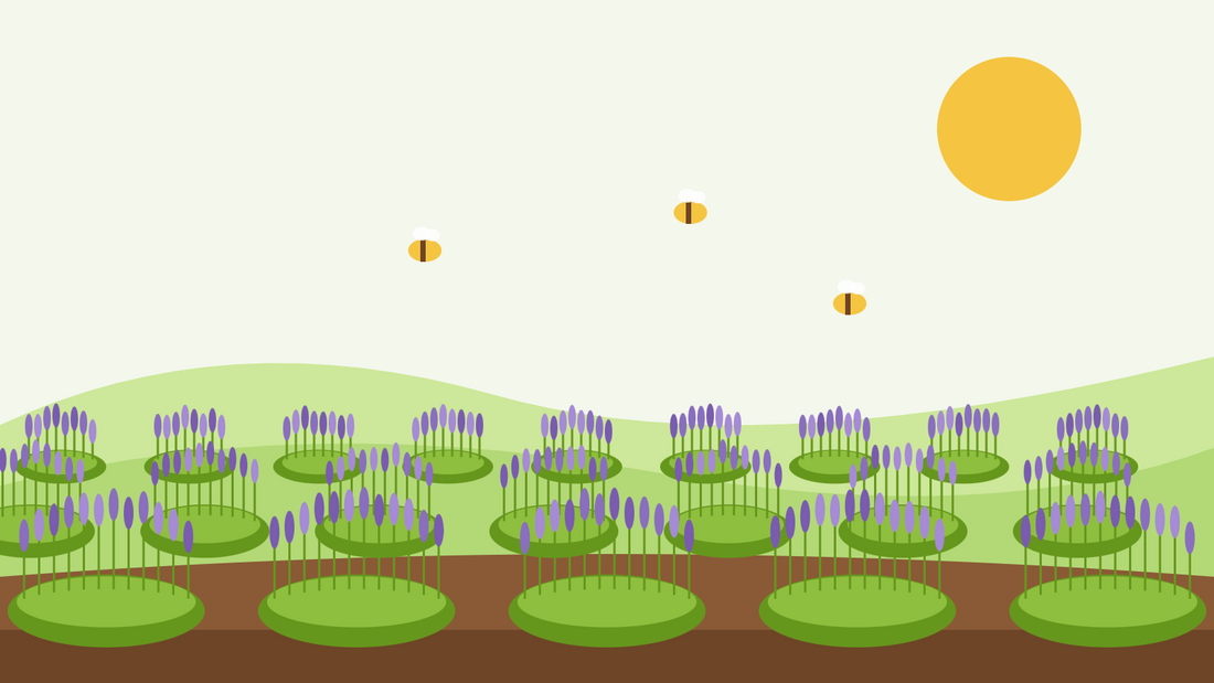 Comment cultiver la lavande à partir de graines — illustration en aplats de rangs de lavande vraie en fleurs sur des collines vertes, avec des abeilles et un soleil jaune