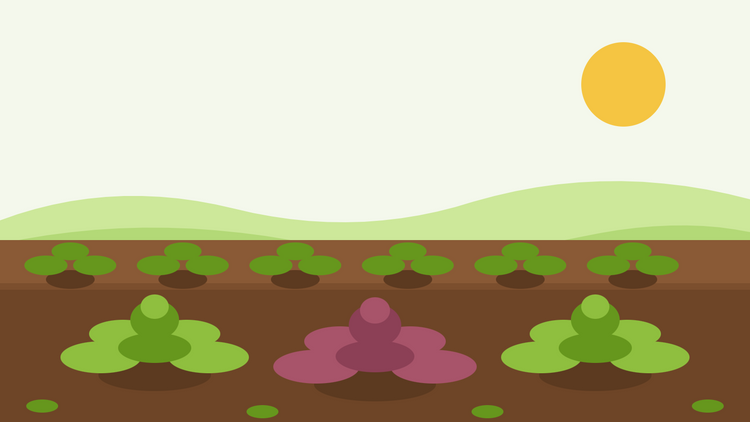 Comment faire pousser de la moutarde à partir de graines — illustration en aplat d'un carré potager avec des rosettes vertes et rouges de Brassica juncea en rangées sous un soleil éclatant