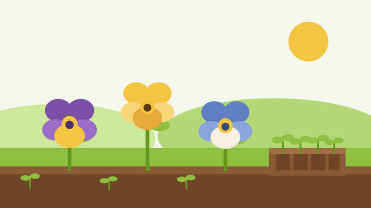 Comment faire pousser des pensées à partir de graines — illustration en aplat de trois fleurs de pensées en violet, jaune et bleu à côté d'une barquette de semis de jeunes plantules