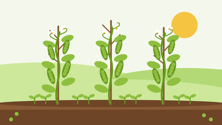 Comment faire pousser des pois à partir de graines — illustration en aplat de trois plants de pois grimpant sur des tuteurs en brindilles, avec de belles gousses vertes, des fleurs blanches et une rangée de plantules sous un soleil