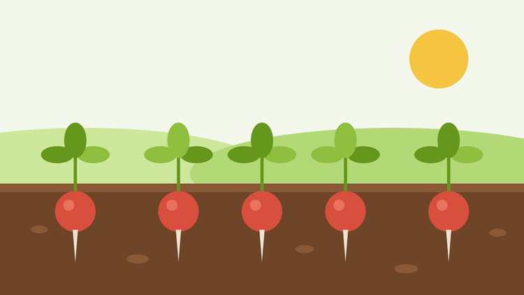 Comment faire pousser des radis à partir de graines — illustration en aplat d'une rangée de radis ronds et rouges dans une terre sombre avec des feuilles vertes sous un soleil éclatant