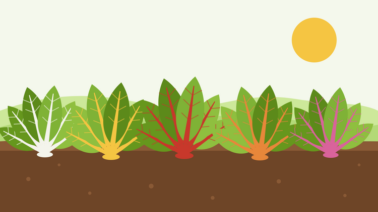 Comment cultiver la bette à carde à partir de graines — illustration à plat d'un rang de plants de bette arc-en-ciel aux tiges blanches, jaunes, rouges, oranges et roses et aux feuilles vert brillant dans un carré de terre sombre sous le soleil