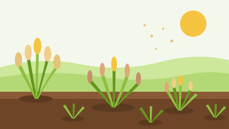 Graminées ornementales issues de graines — illustration de touffes de graminées ornementales aux épis dorés et plumeux dans une bordure sous un soleil éclatant