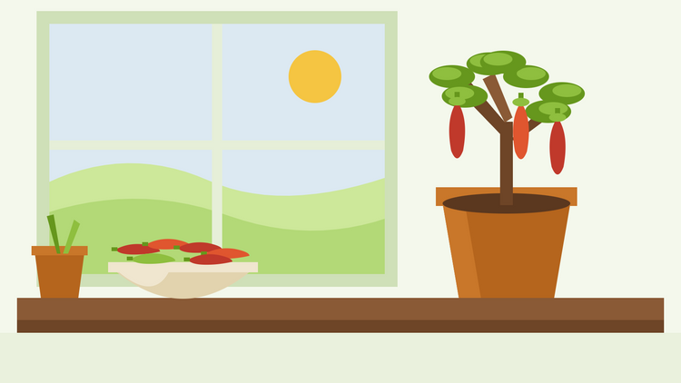 Comment hiverner des plants de piment — illustration en aplat d'un plant de piment taillé en pot sur un rebord de fenêtre à côté d'un bol de piments rouges récoltés