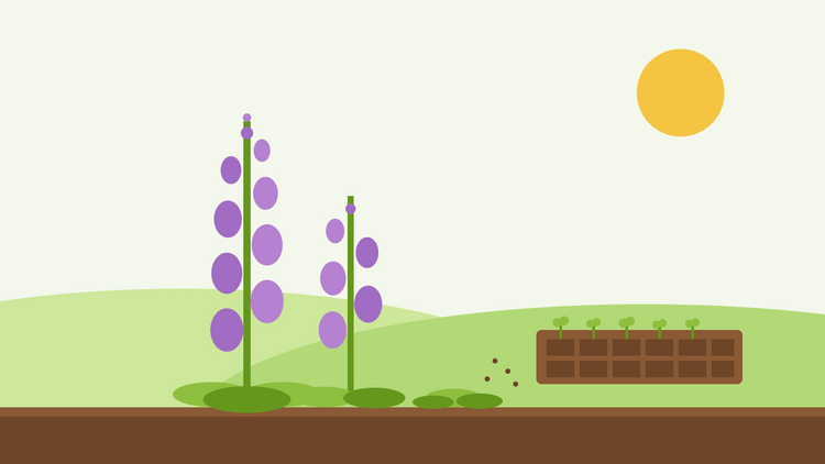 Semer des digitales en septembre — illustration graphique d'épis de digitales violettes à côté d'un plateau de jeunes plants sous un soleil bas