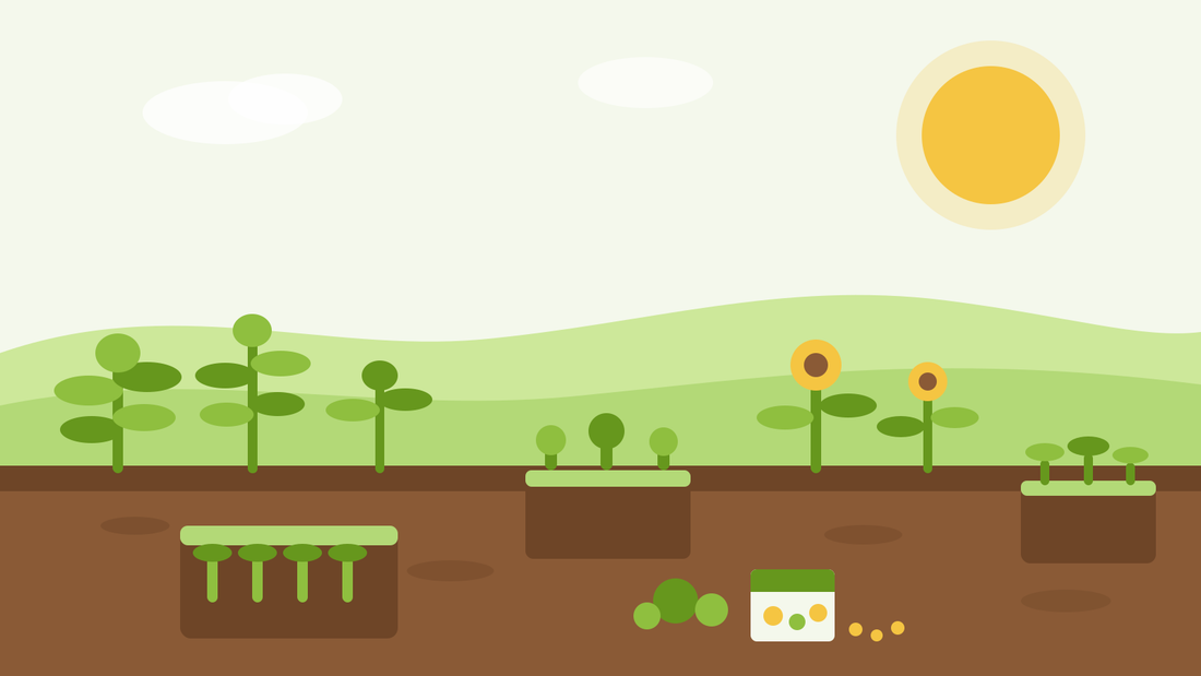 Que semer en août — illustration de plateaux de semis avec des plants de salade, des tournesols et un sachet de graines dans un jardin estival