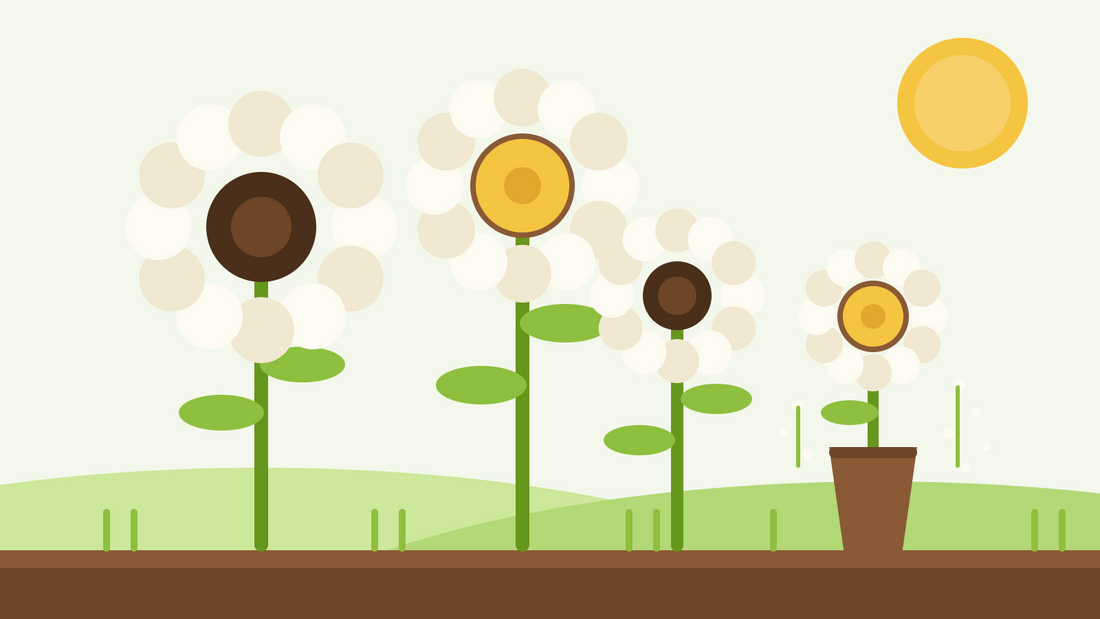 Tournesols blancs pour la coupe — illustration à plat de tournesols blanc crème aux cœurs dorés et sombres, à côté d'un vase dans un jardin