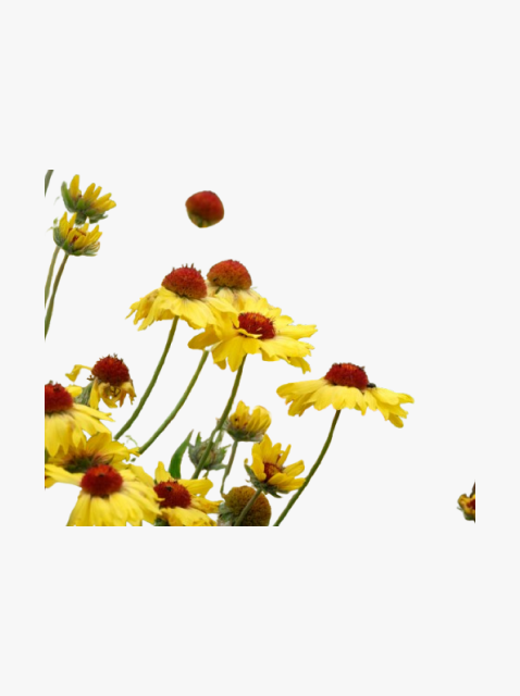collection_image