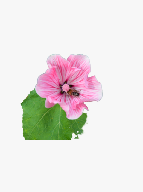 collection_image