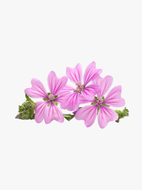 collection_image
