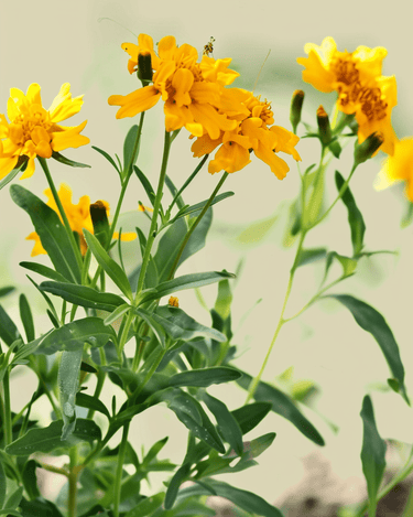 Graines de tagète anisé (Tagetes lucida) – fleur annuelle bio