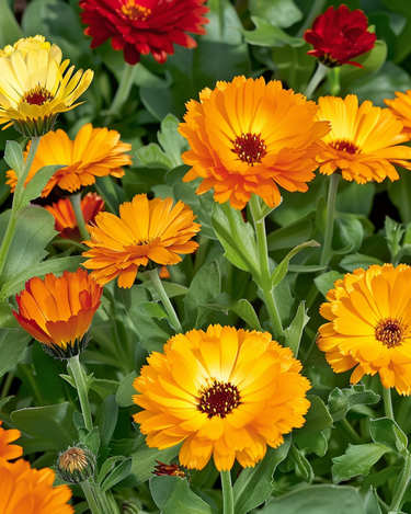 Graines de souci Touch Of Red Mix (Calendula officinalis) – fleur annuelle