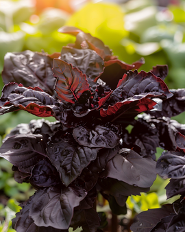 Basilic Red Lizzy graines Ocimum Basilicum annuel à grandes feuilles