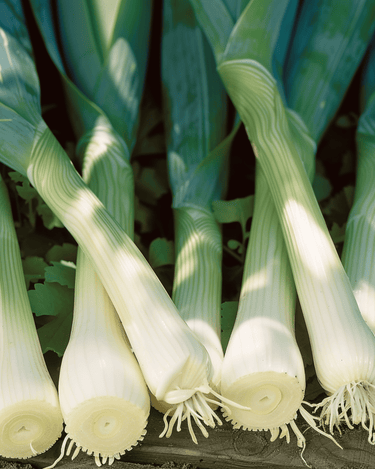 Leek Zwitserse Reuzen seeds (Allium porrum) – annual vegetable