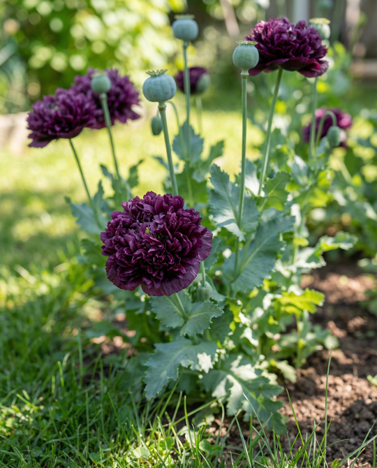 Purple flowers