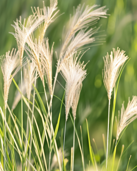 Cheveux d'ange graines Stipa Tenuissima vivace