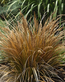 Graines De Laîche Bronco Carex Comans Vivace
