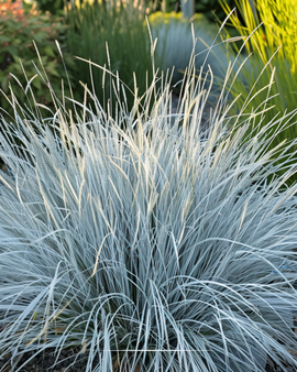 Graines De Fétuque Bleue Festuca Glauca Vivace Festina